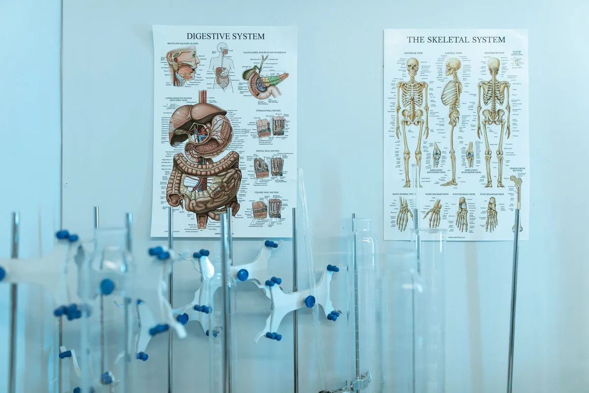 Cartographie des zones réflexes sur le pied avec indication des systèmes physiologiques correspondants