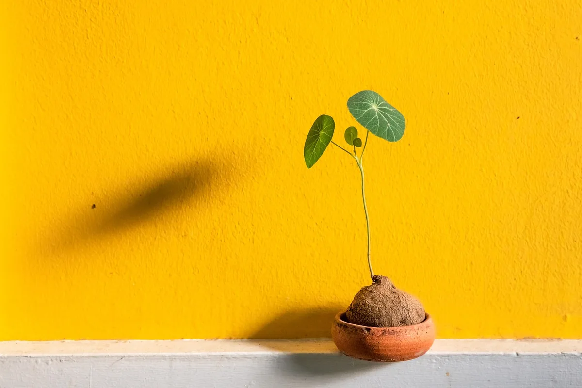 Intérieur avec mur végétalisé et lumière naturelle améliorant le bien-être