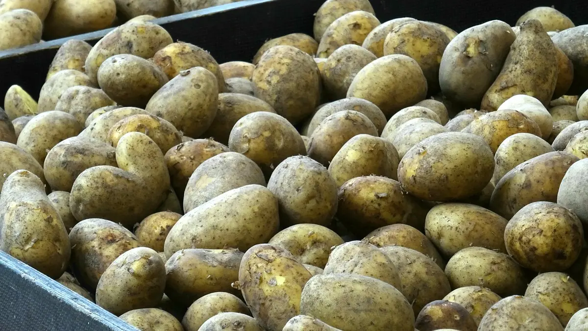 Fleuriste discutant avec un client devant un stand sur un marché